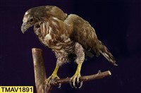 鳳頭蒼鷹藏品圖，第8張